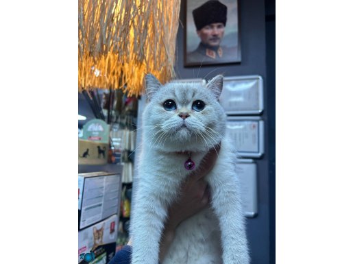 BRİTİSH SHOTHAİR YAVRUMUZ