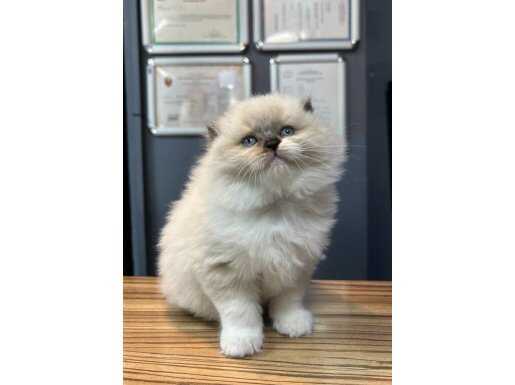 Bursa Nilüfer Ücretsiz Teslimatlı Point British Longhair