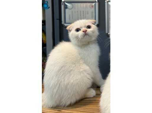 A KALİTE YAVRULARIMIZ