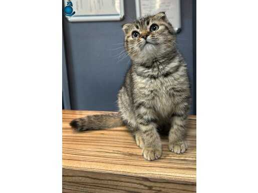 TABBY SCOTTİSH FOLD