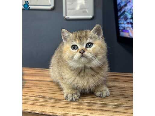 Golden British shothair yavrular