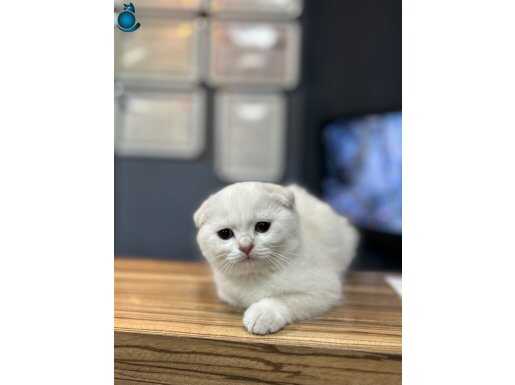 A KALİTE SCOTTİSH FOLD 