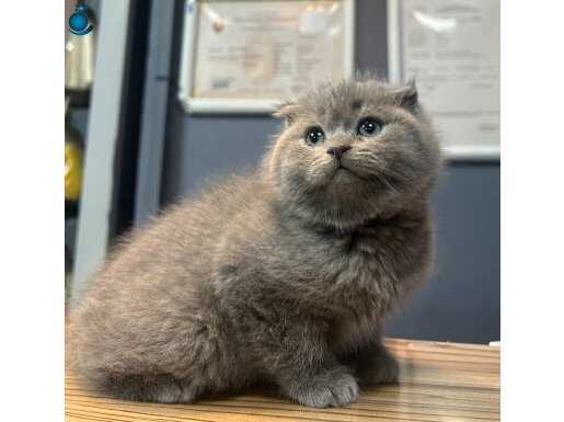 SEVİMLİ SCOTTİSH FOLD YAVRULAR