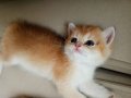 A KALİTE GOLDEN BRİTİSH SHOTHAİR YAVRULARIMIZ