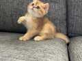 GOLDEN BRİTİSH SHOTHAİR 