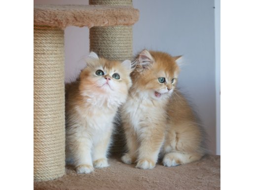 Safkan Golden british longhair 2.5 Aylık yavrular
