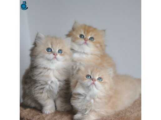 SAFKAN GOLDEN BRİTİSH LONGHAİR BEBEKLER