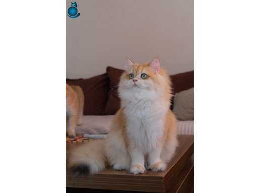 Secereli yetişkin Golden British Longhair Ny12 dişi 