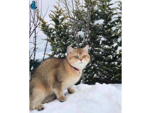 3 yaşında dişi golden british shorthair kısır değil 