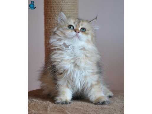 Golden british longhair 2.5 aylık dişi 