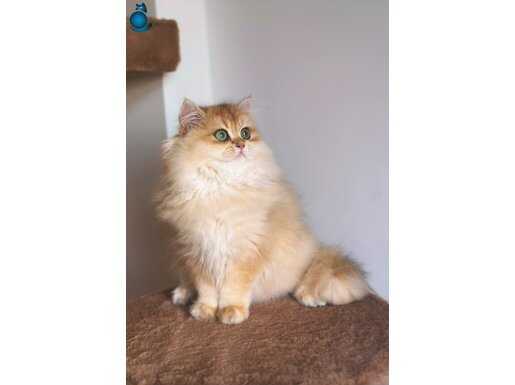 3.5 Aylık Safkan Golden British longhair 