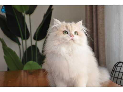 Kartal’da Safkan Golden British Longhair Ay12 Kodlu Erkek Yavru