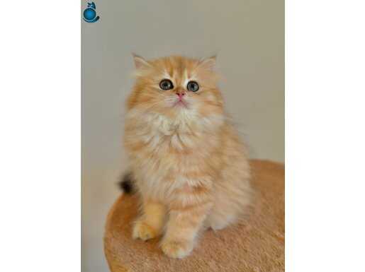 Golden british longhair Erkek 2 aylık 