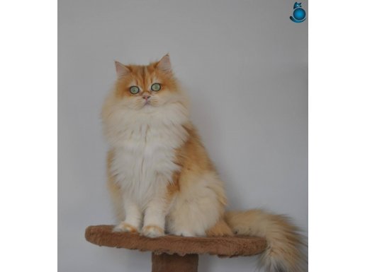 Ny12 Secereli Golden British Longhair dişi kısır değil