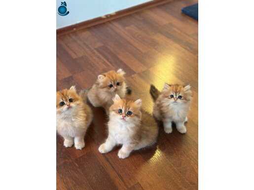 Golden British Longhair yavrular 2 aylık