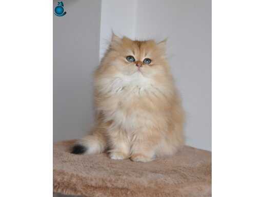Golden british longhair safkan yavrular