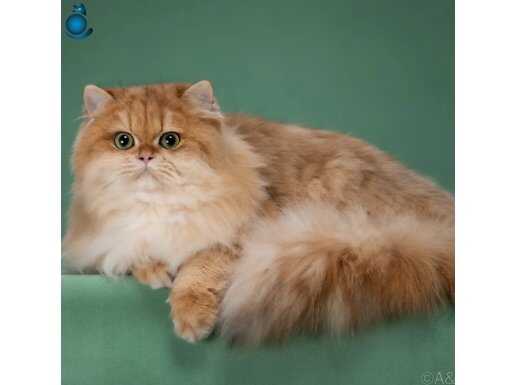 Secereli üretim için uygun Golden British Longhair 