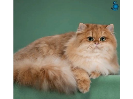 Safkan Rus secereli Golden british longhair ny11 erkek 