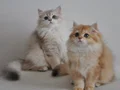 Golden biritish longhair ny12 - ny11- Ay12 