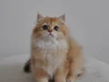 Golden biritish longhair ny12 - ny11- Ay12 