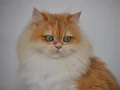 Golden british longhair ny12 dişi yetişkin
