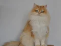 Golden british longhair ny12 dişi yetişkin