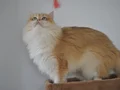 Golden british longhair ny12 dişi yetişkin