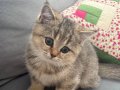 Black golden ny11 erkek yavru 2 aylık