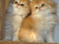 Secereli Golden British Longhair yavrular 50 günlük 