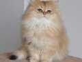 Golden british longhair safkan yavrular