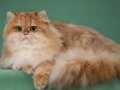 Secereli üretim için uygun  Golden British Longhair 