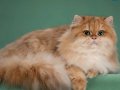 Safkan Rus secereli Golden british longhair ny11 erkek 