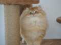 SAFKAN GOLDEN BRİTİSH LONGHAİR ERKEK 4 AYLIK