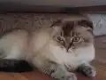 Güzellik dişi mia