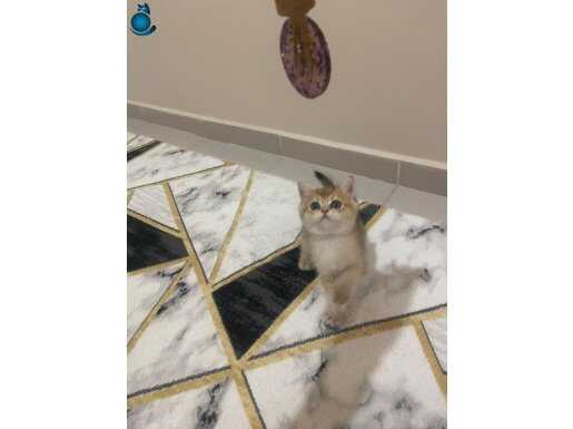 2 aylık dişi yavrularımız 