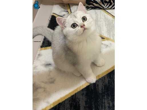 3 aylık yavrularımız