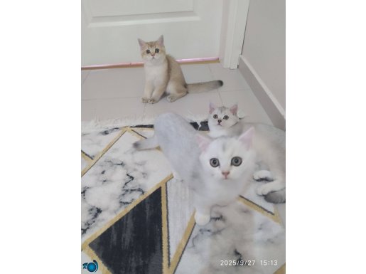 2 buçuk aylık yavrularımız 