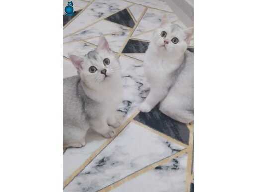 3 aylık erkek yavrularımız 