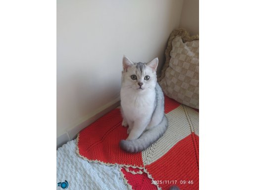 4 aylık yavrularımız 