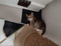 1 buçuk aylık yavrularımız