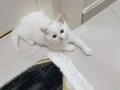 1 buçuk aylık yavrularımız