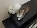 2 aylık yavrularımız