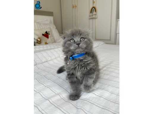 İnsan Delisi Scottish Fold Yavrularımız 