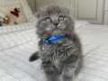 İnsan Delisi Scottish Fold Yavrularımız 