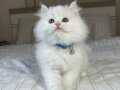 British Longhair Bebeklerimiz