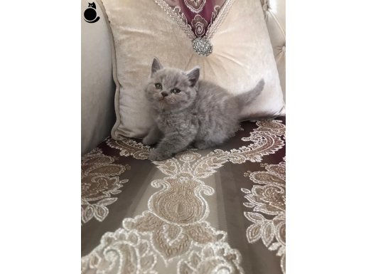 Dişi Erkek British Shorthair Yavrularımız