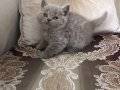 Dişi Erkek British Shorthair Yavrularımız