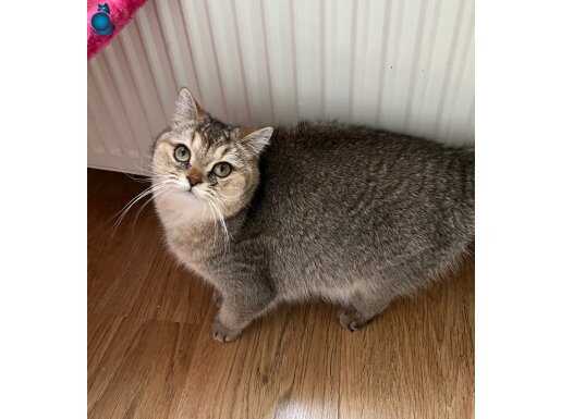 BRİTİSH BLACK GOLDEN DİŞİ