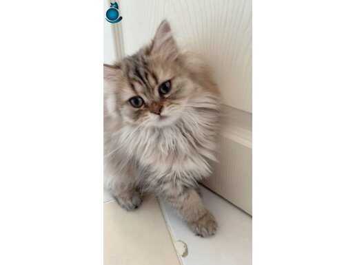 Sevimli minik patililer