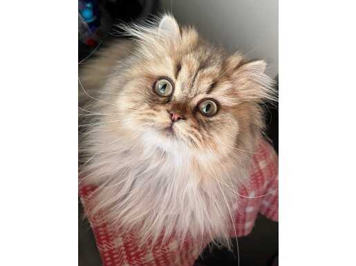 Sevimli oyuncu kardeşler